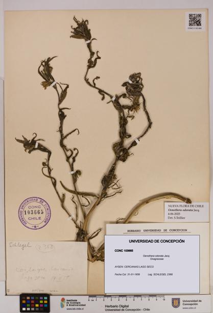Oenothera odorata [Espécimen: UDEC:CONC:0103665]