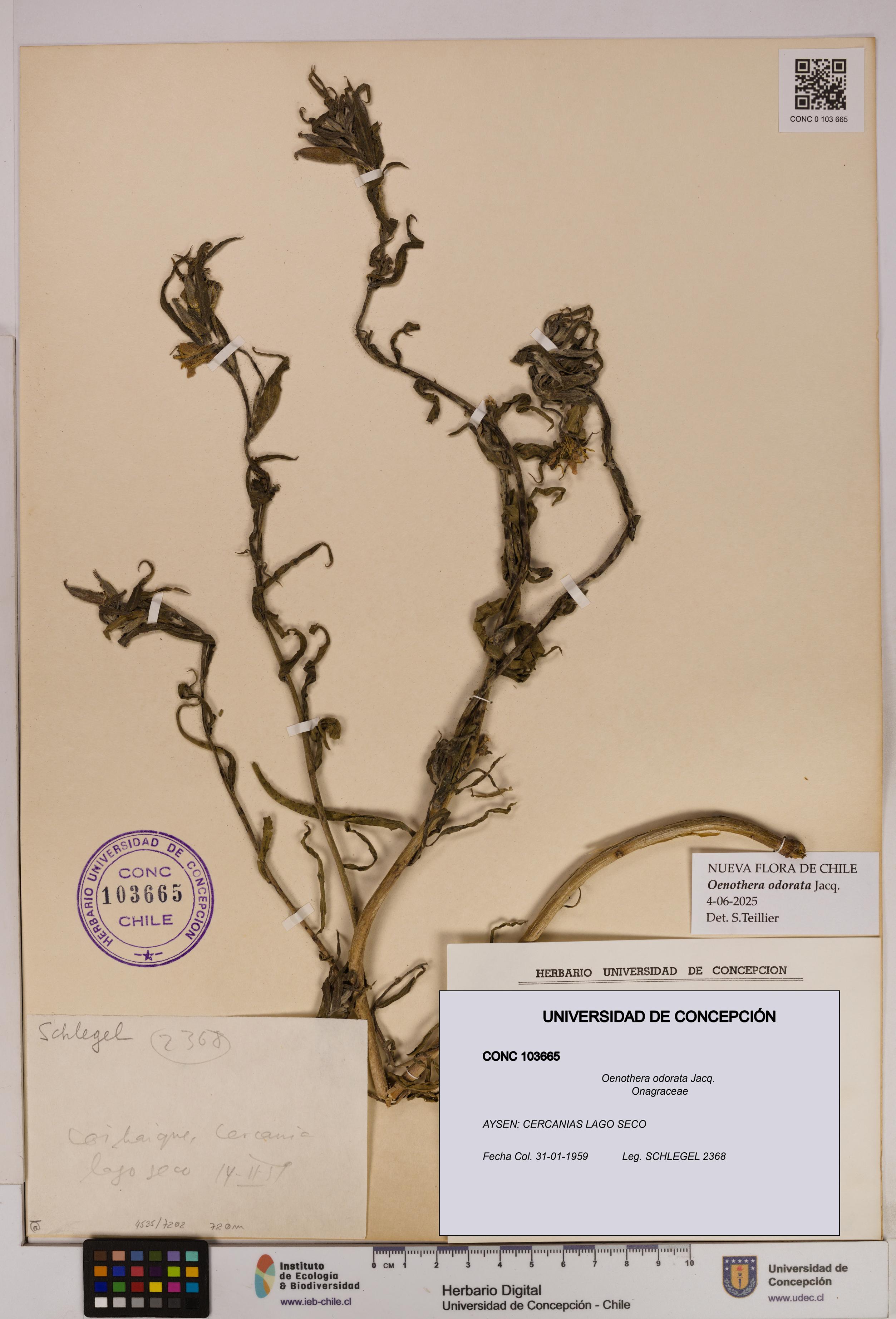 Oenothera odorata [Espécimen: UDEC:CONC:0103665]