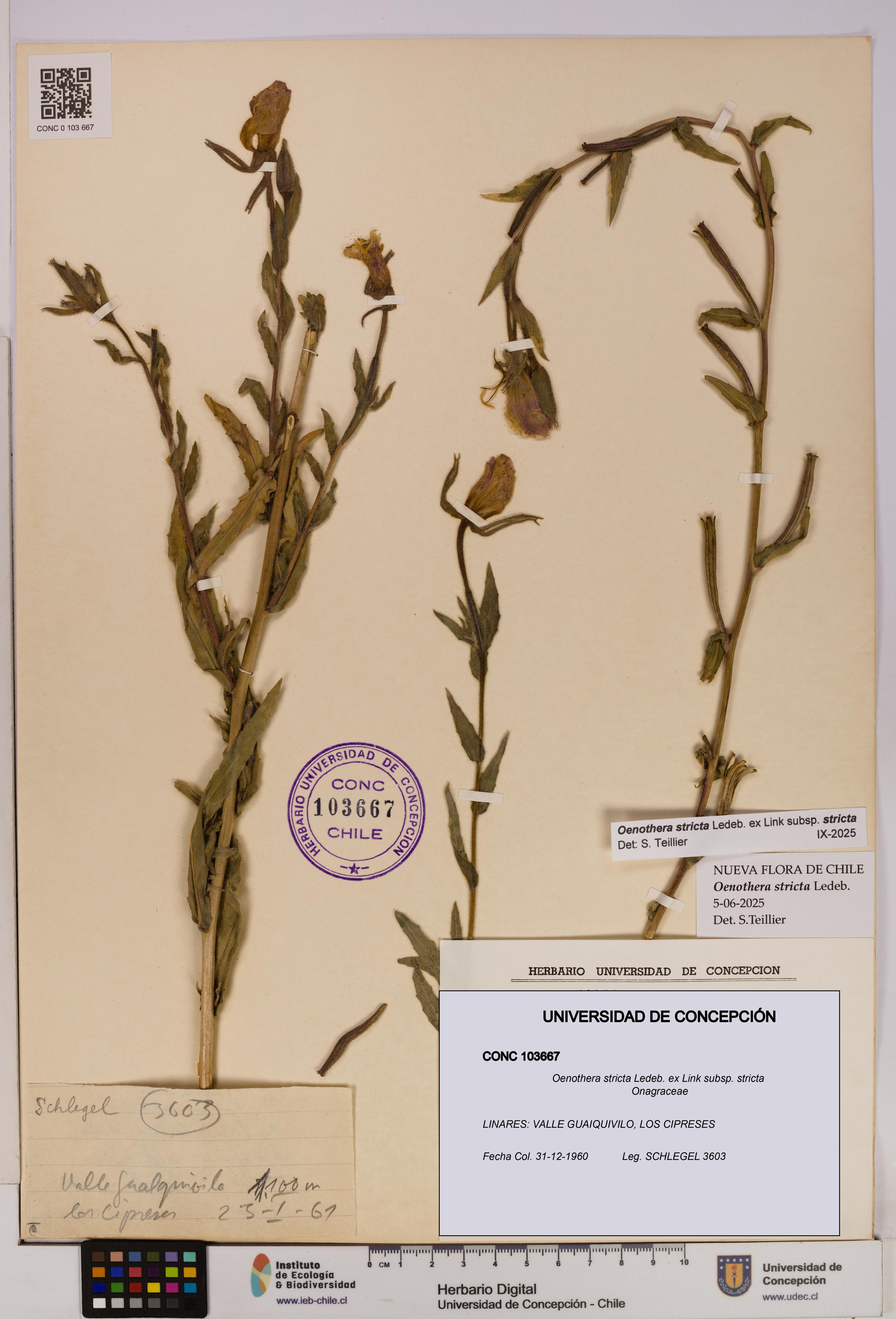 Oenothera stricta subsp. stricta [Espécimen: UDEC:CONC:0103667]