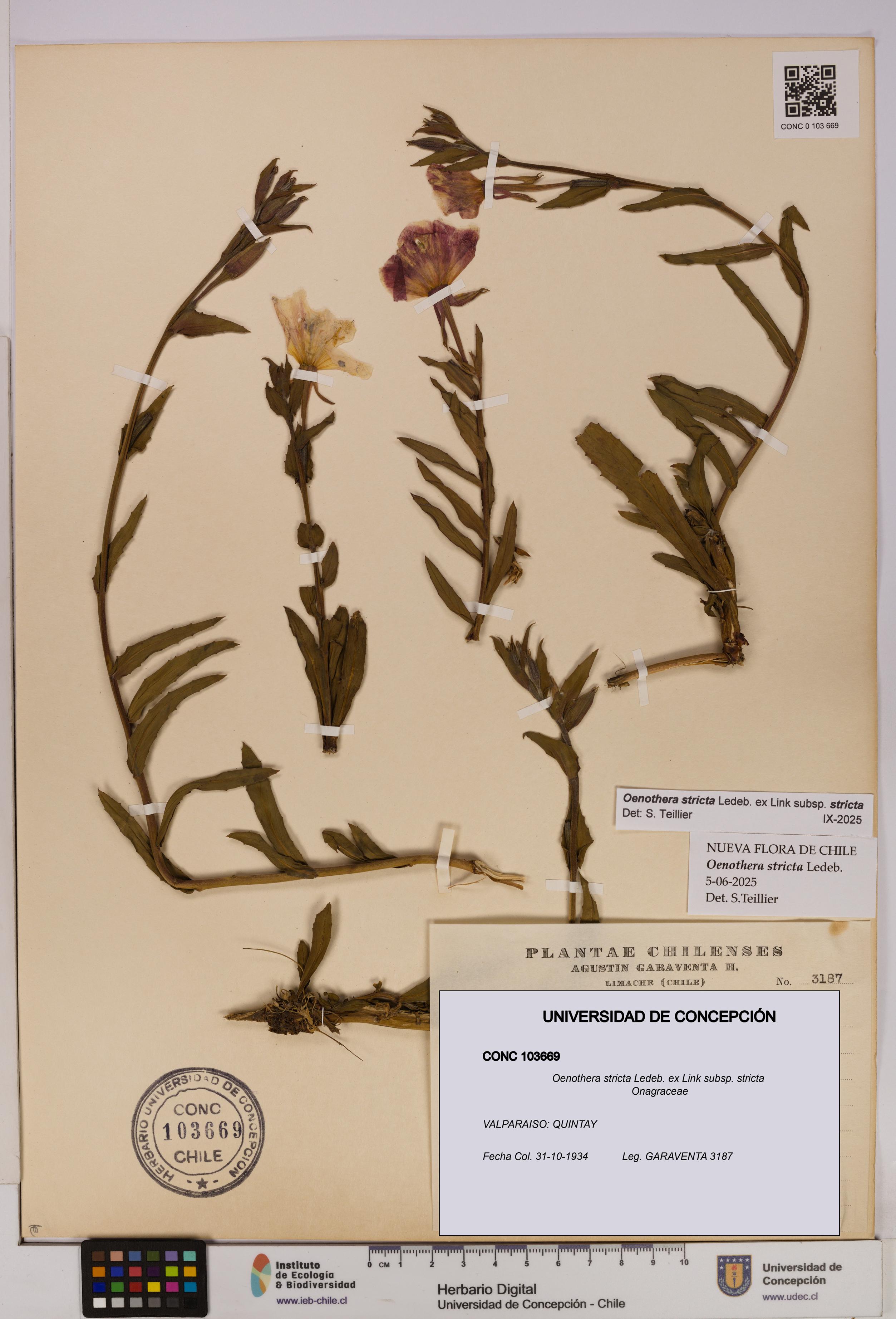 Oenothera stricta subsp. stricta [Espécimen: UDEC:CONC:0103669]