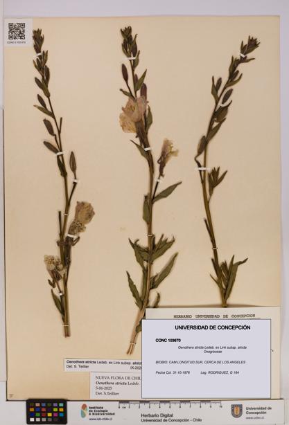 Oenothera stricta subsp. stricta [Espécimen: UDEC:CONC:0103670]