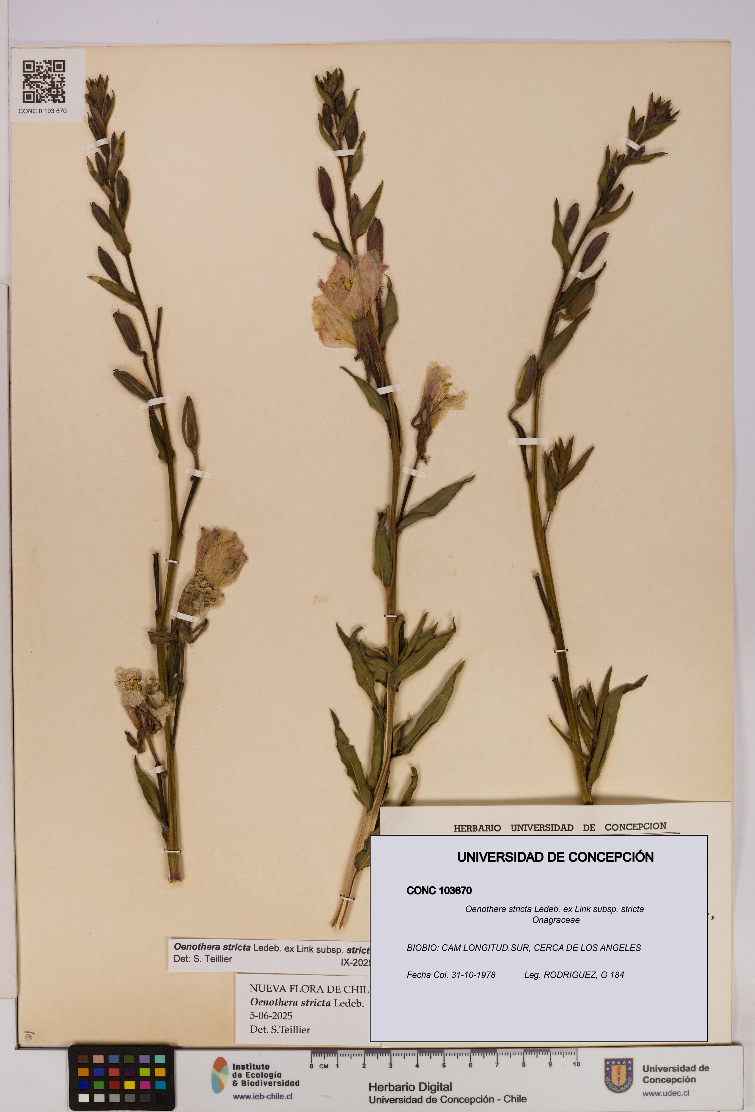 Oenothera stricta subsp. stricta [Espécimen: UDEC:CONC:0103670]