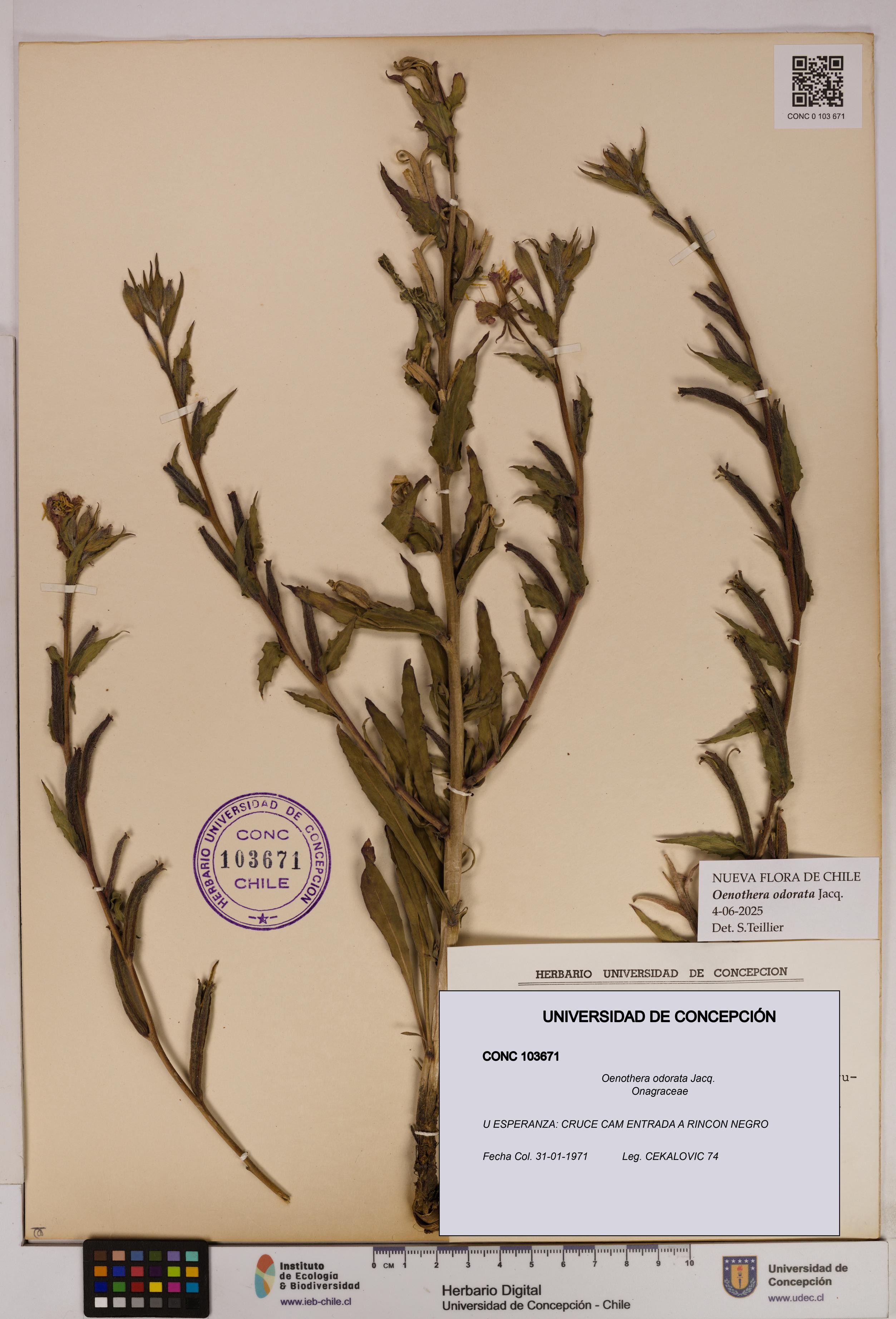 Oenothera odorata [Espécimen: UDEC:CONC:0103671]