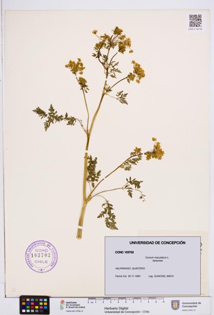 Conium maculatum [Espécimen: ]