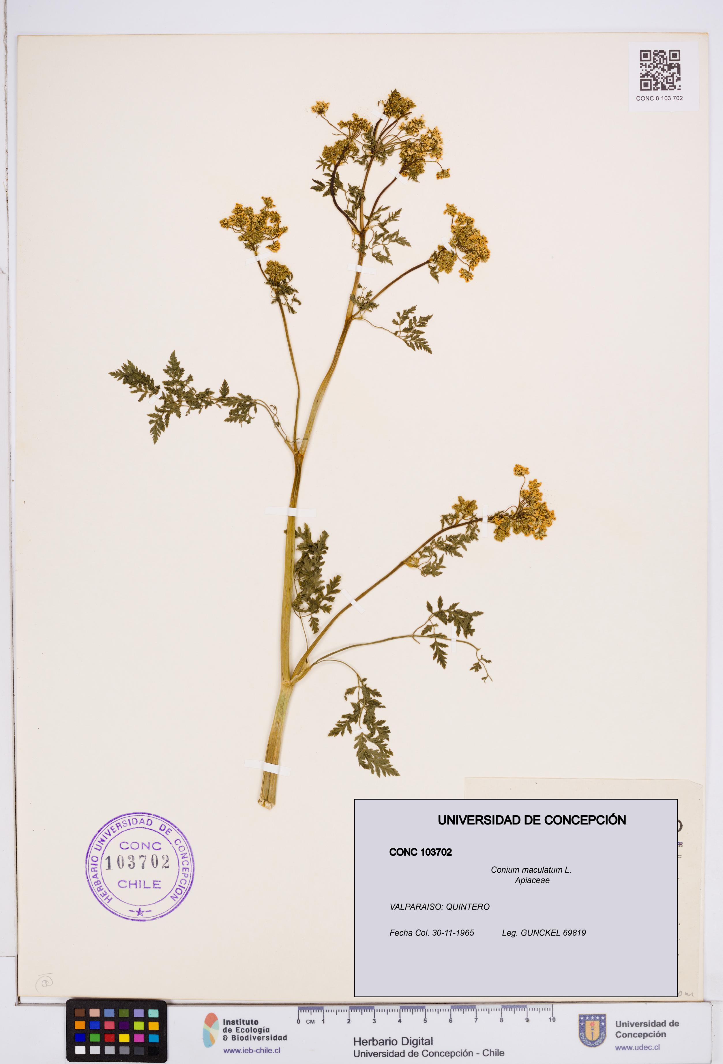 Conium maculatum [Espécimen: ]
