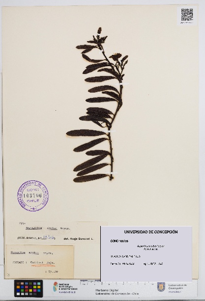 Skytanthus acutus [Espécimen: UDEC:CONC:0103706]