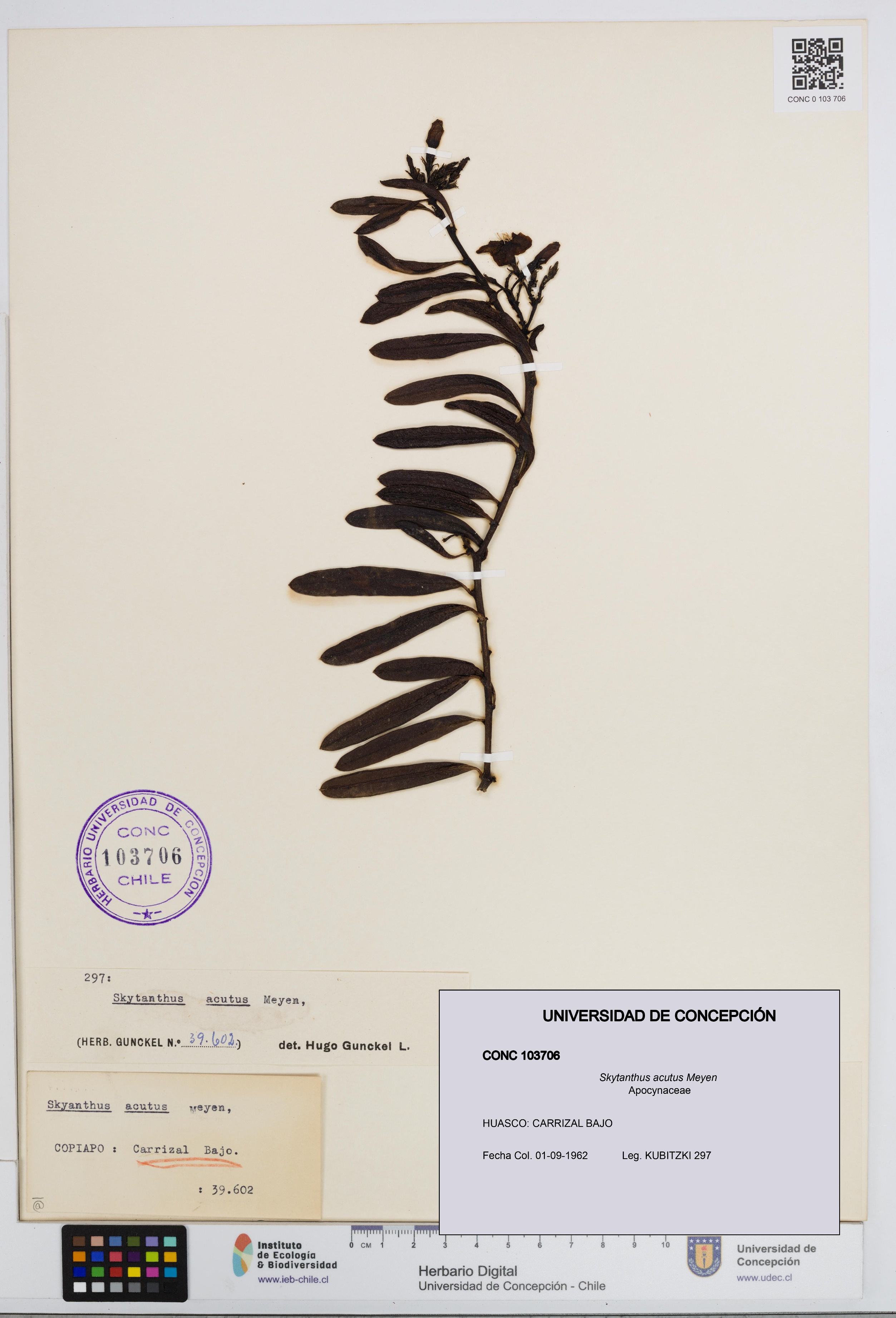 Skytanthus acutus [Espécimen: UDEC:CONC:0103706]