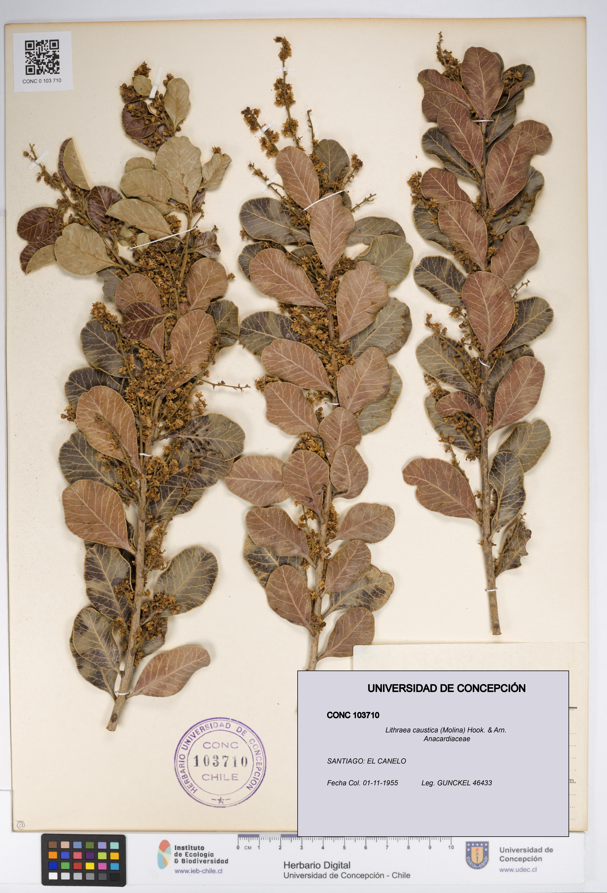 Lithraea caustica [Espécimen: UDEC:CONC:0103710]