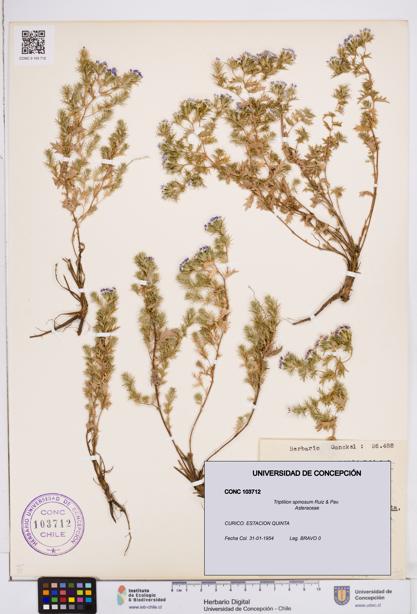 Triptilion spinosum [Espécimen: ]