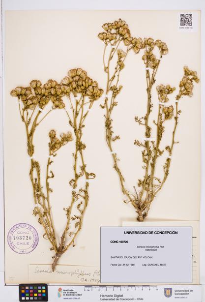 Senecio microphyllus [Espécimen: ]
