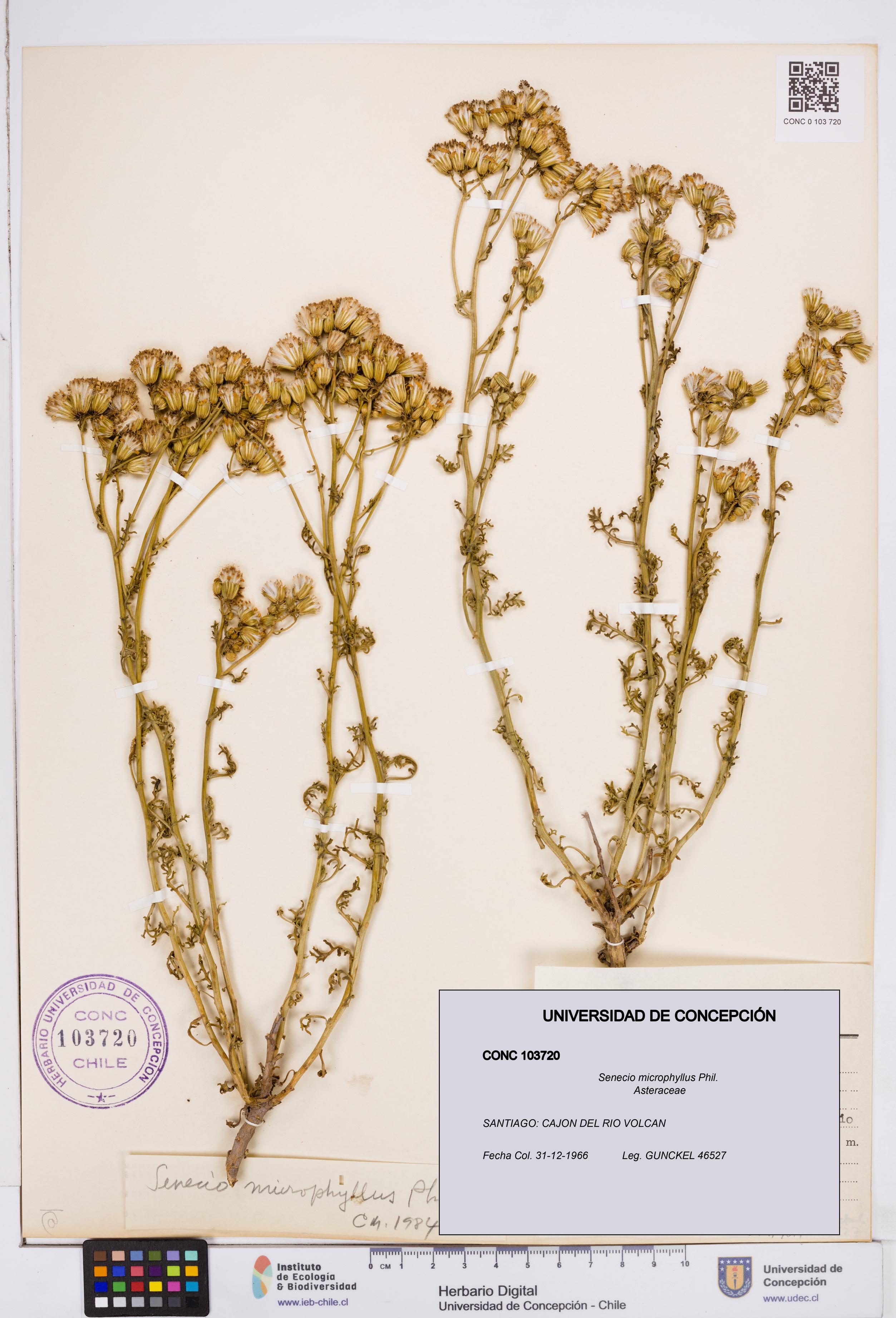 Senecio microphyllus [Espécimen: ]