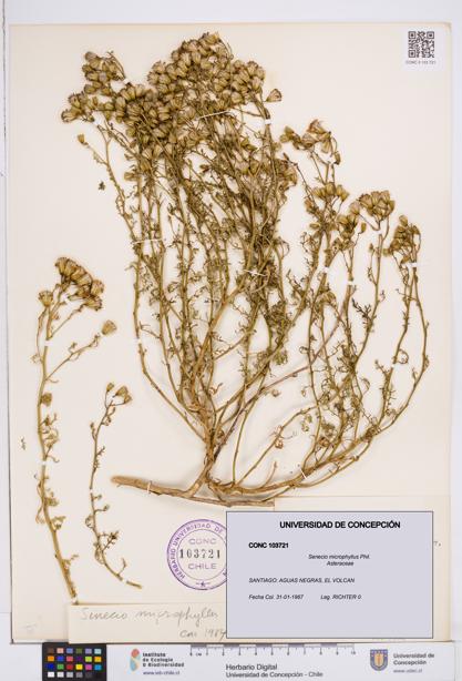 Senecio microphyllus [Espécimen: ]