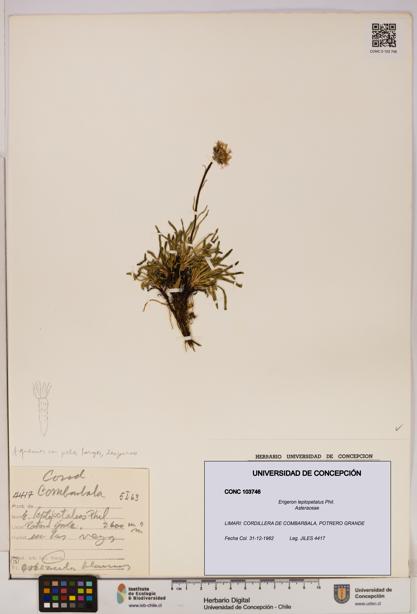 Erigeron leptopetalus [Espécimen: UDEC:CONC:0103746]