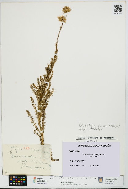 Polyachyrus fuscus [Espécimen: UDEC:CONC:0103748]