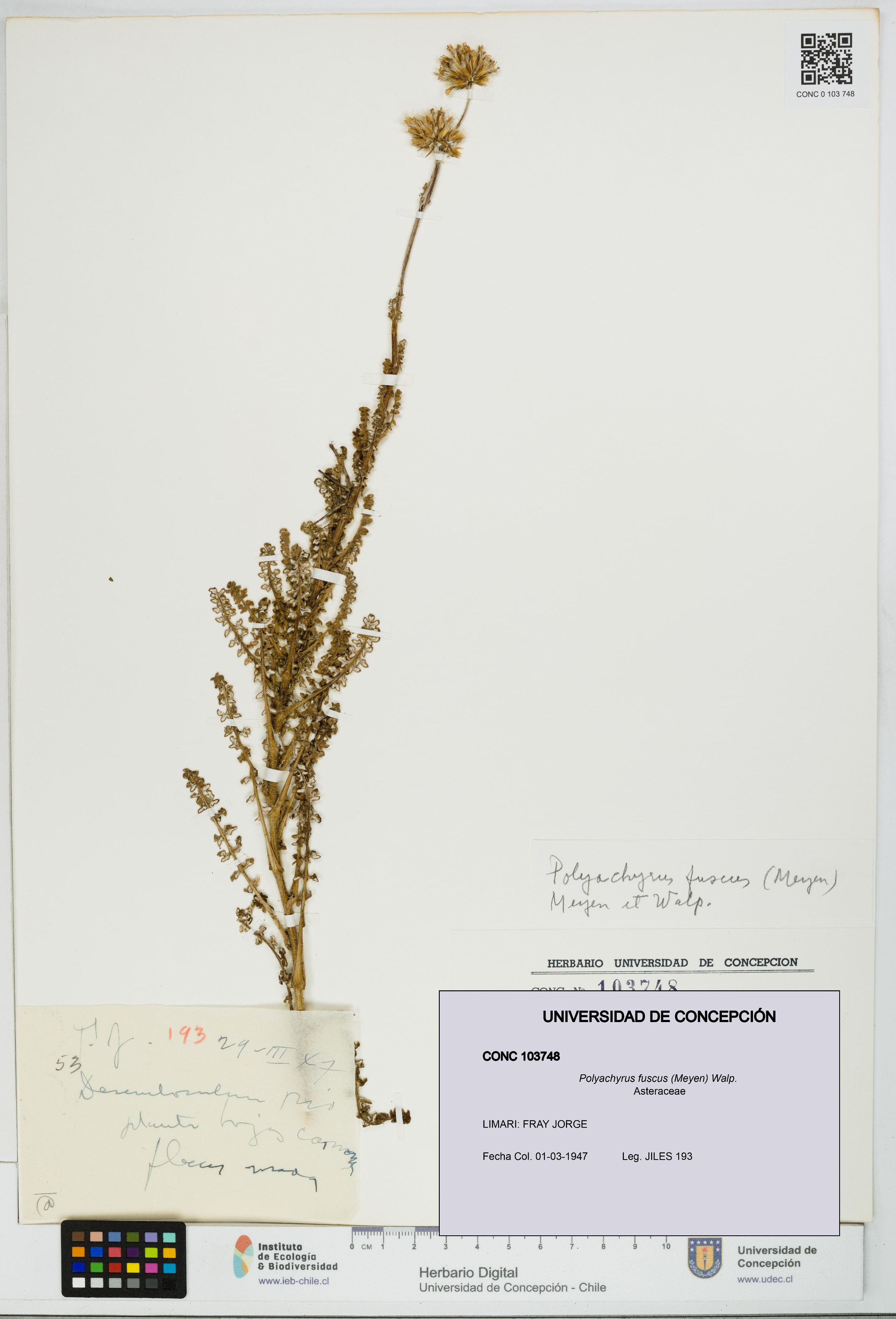 Polyachyrus fuscus [Espécimen: UDEC:CONC:0103748]
