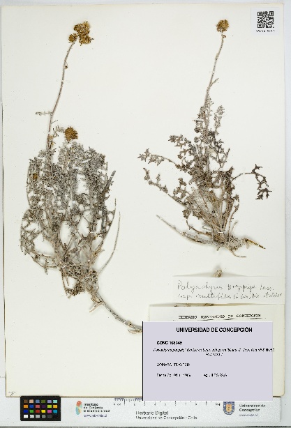 Polyachyrus poeppigii [Espécimen: UDEC:CONC:0103749]
