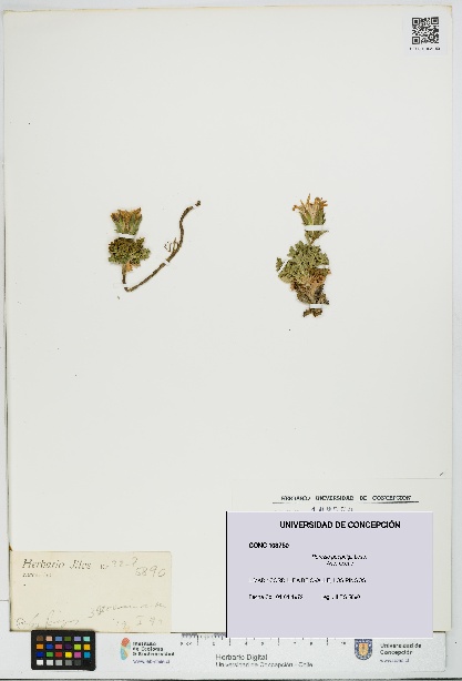 Perezia poeppigii [Espécimen: UDEC:CONC:0103750]