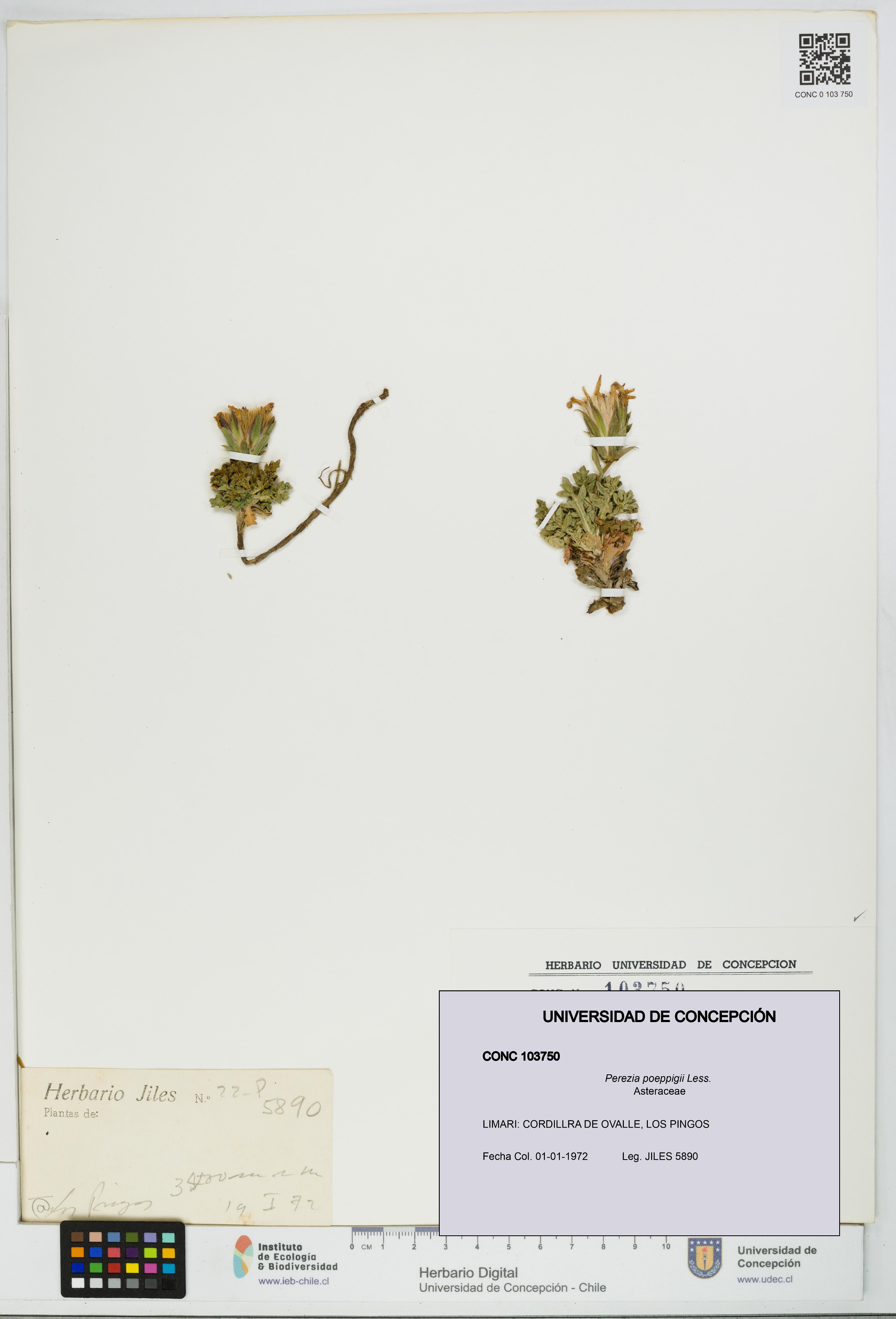 Perezia poeppigii [Espécimen: UDEC:CONC:0103750]