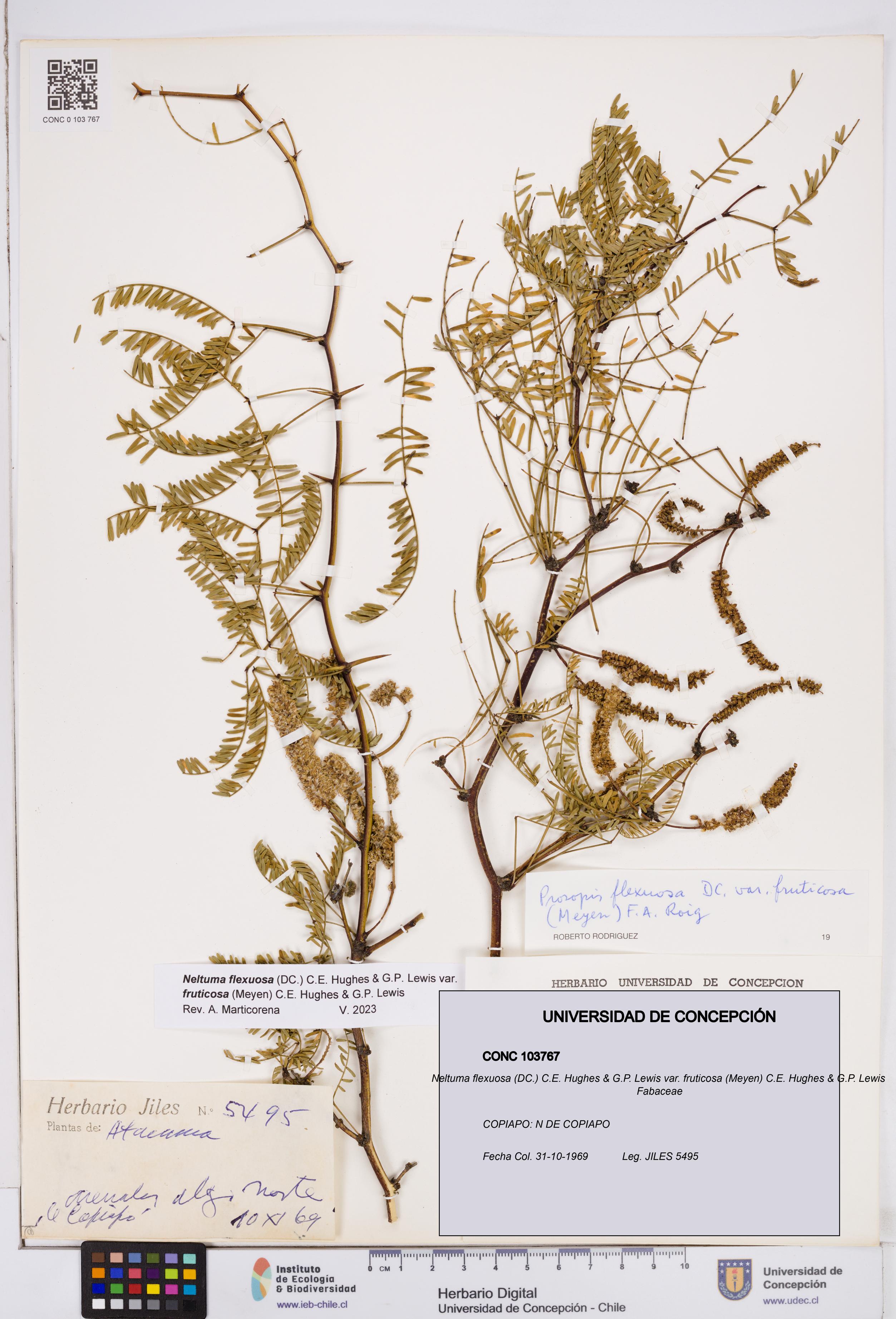 Neltuma flexuosa var. fruticosa [Espécimen: ]