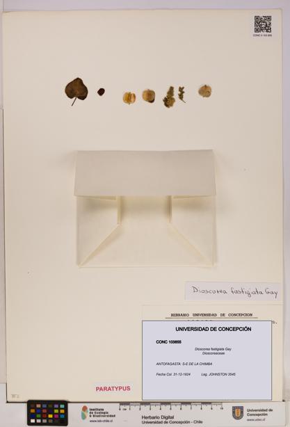 Dioscorea fastigiata [Espécimen: UDEC:CONC:0103855]