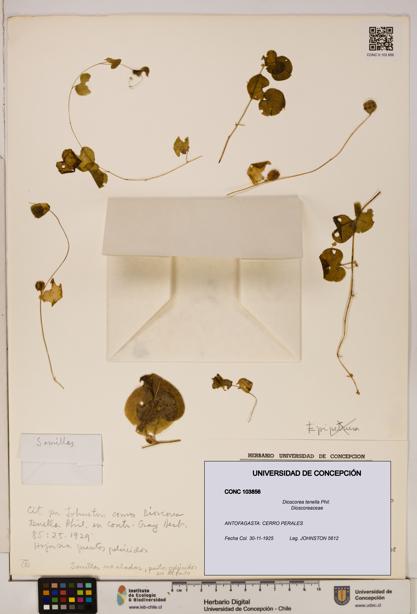 Dioscorea tenella [Espécimen: ]