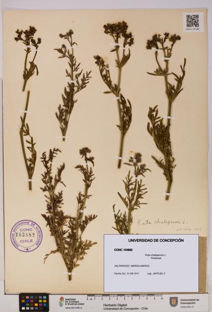 Ruta chalepensis [Espécimen: UDEC:CONC:0103882]