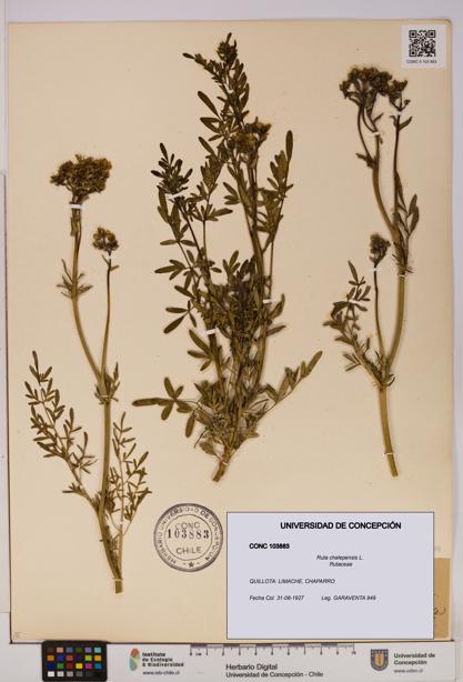 Ruta chalepensis [Espécimen: UDEC:CONC:0103883]