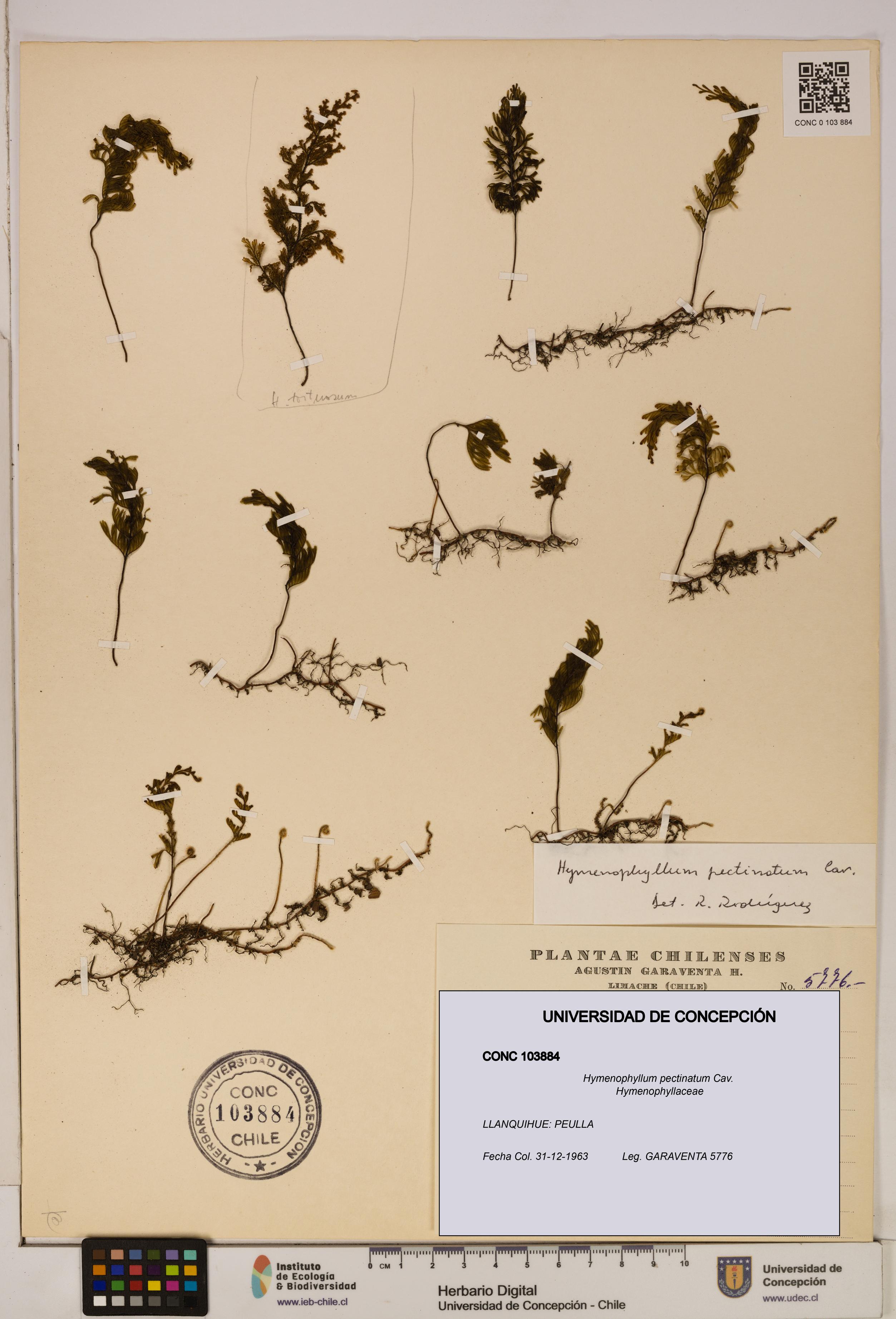 Hymenophyllum pectinatum [Espécimen: ]