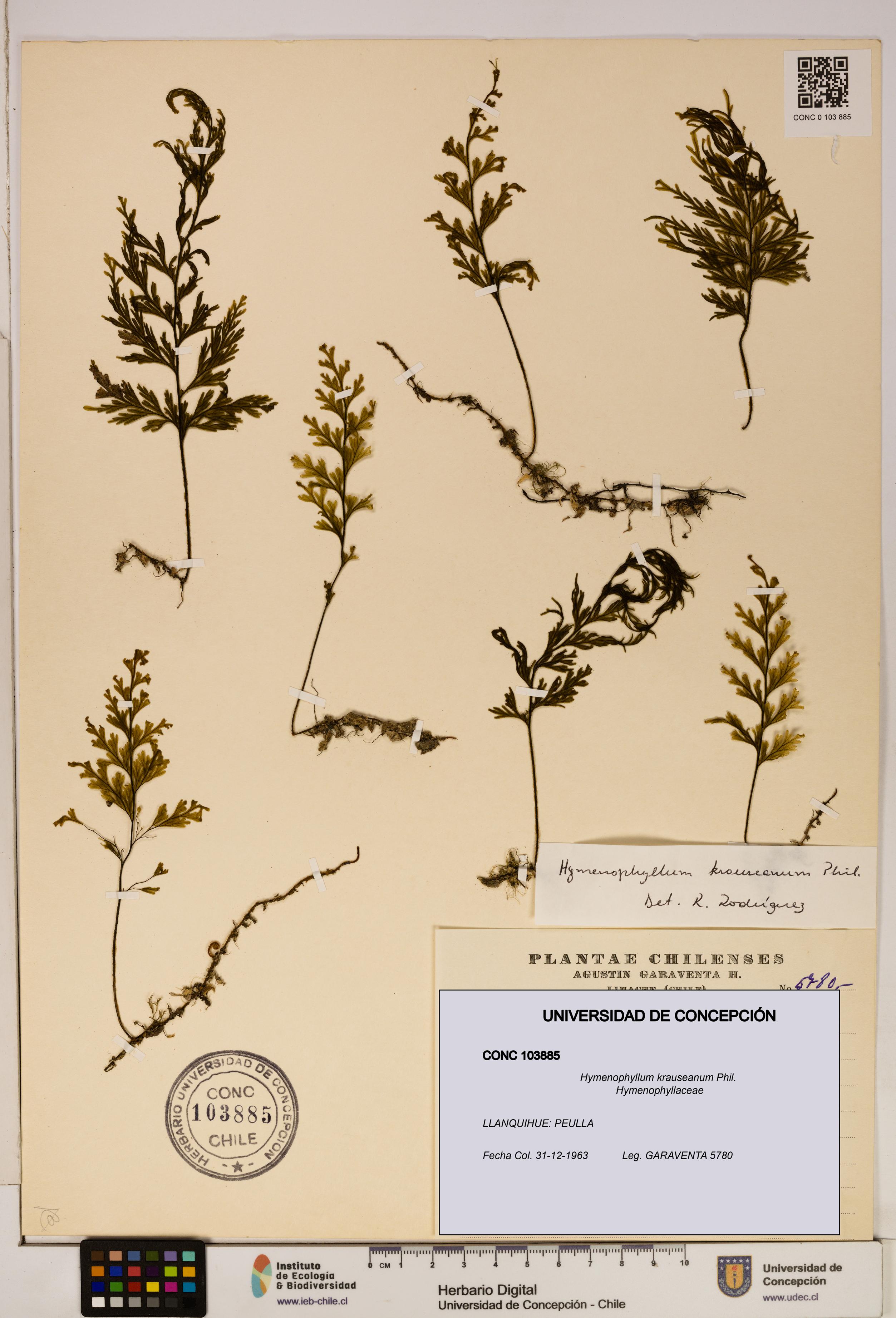 Hymenophyllum krauseanum [Espécimen: ]