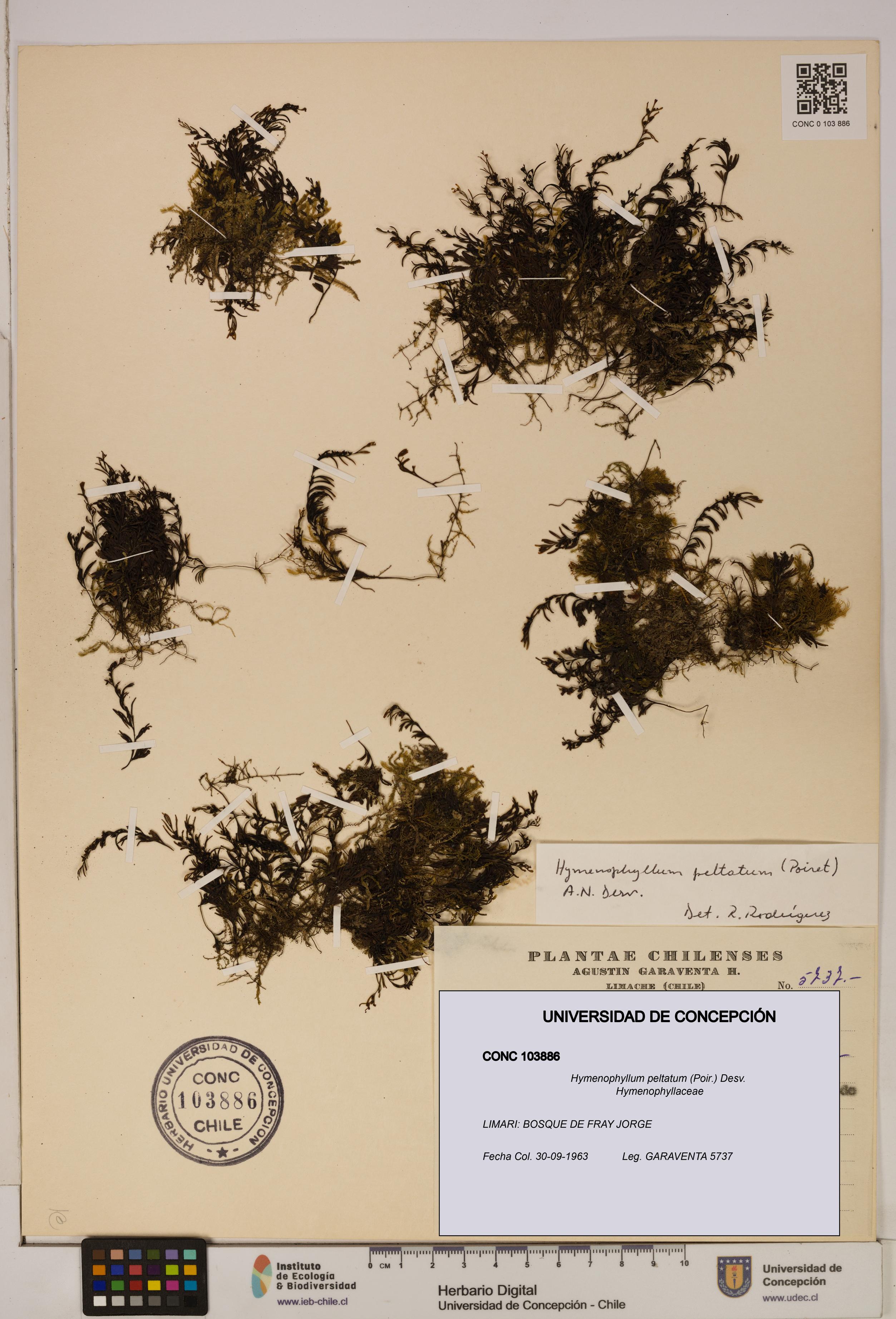 Hymenophyllum peltatum [Espécimen: ]