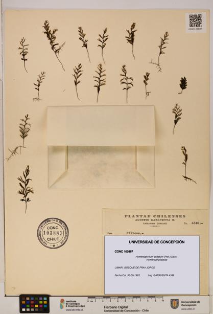 Hymenophyllum peltatum [Espécimen: ]