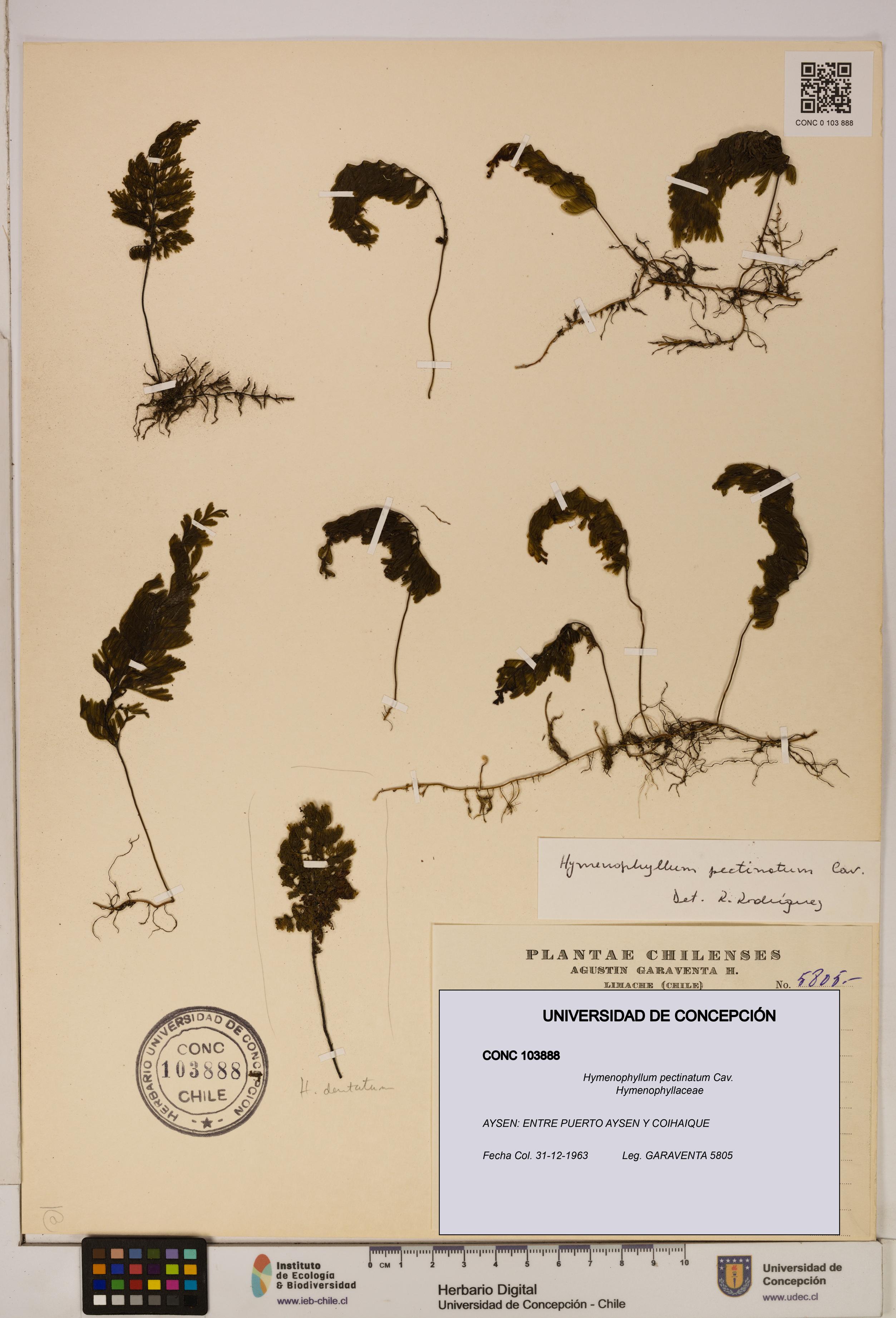 Hymenophyllum pectinatum [Espécimen: ]