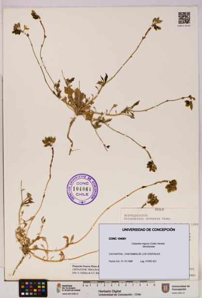 Cistanthe trigona [Espécimen: UDEC:CONC:0104061]