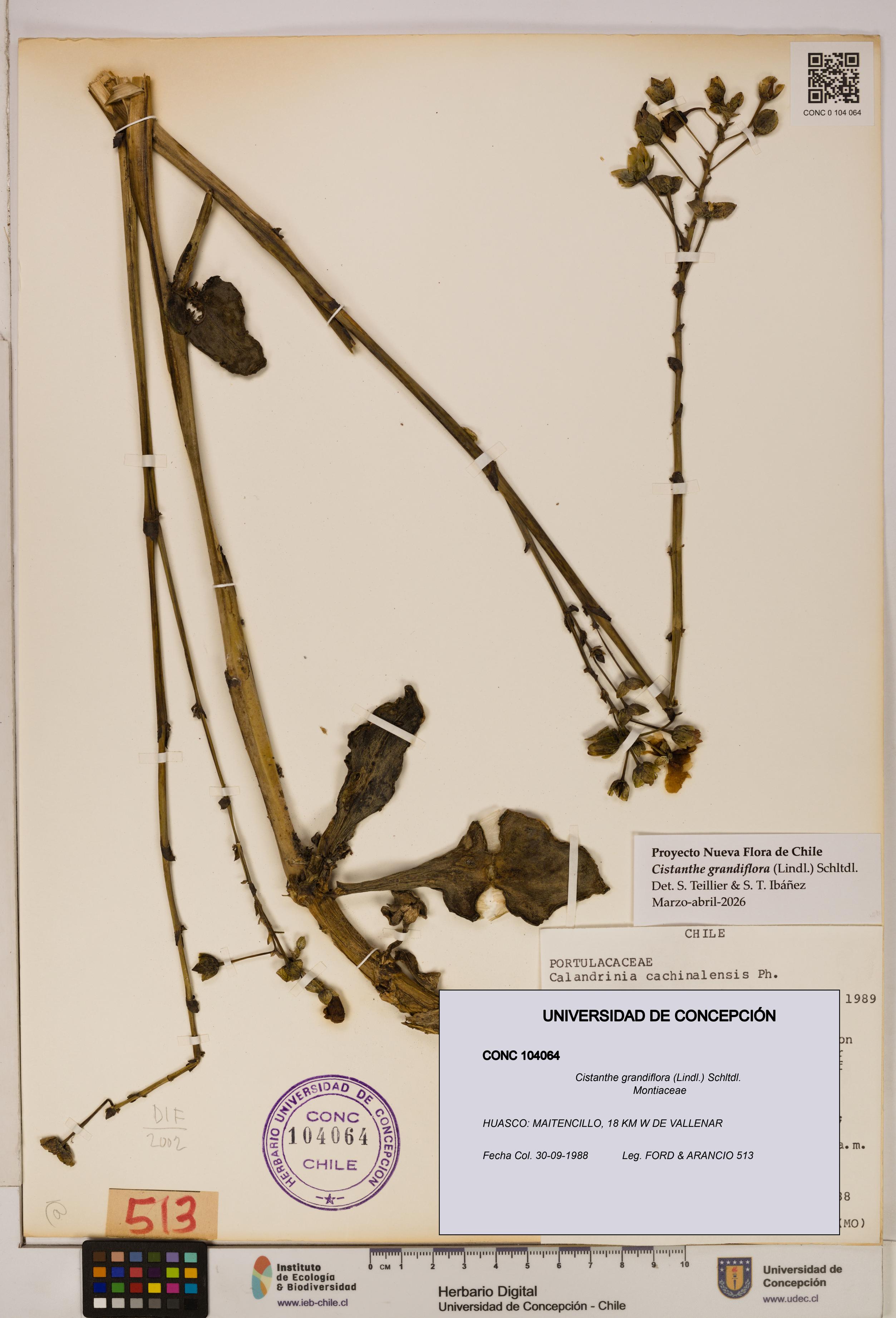 Cistanthe grandiflora [Espécimen: UDEC:CONC:0104064]