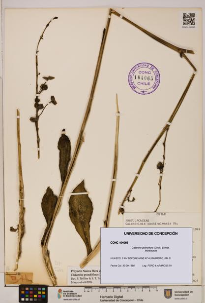 Cistanthe grandiflora [Espécimen: UDEC:CONC:0104065]
