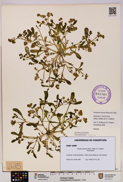 Silvaea calycina [Espécimen: UDEC:CONC:0104067]