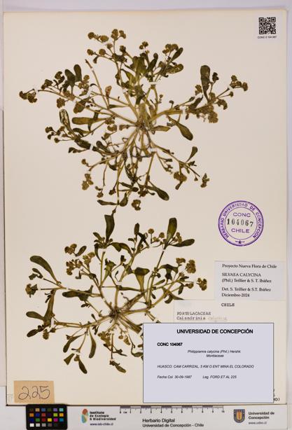 Philippiamra calycina [Espécimen: ]