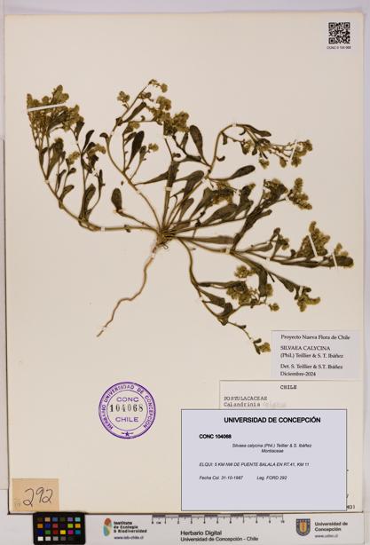 Silvaea calycina [Espécimen: UDEC:CONC:0104068]