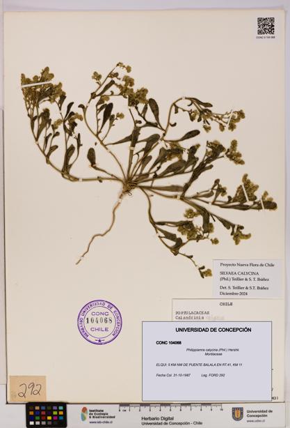 Philippiamra calycina [Espécimen: ]