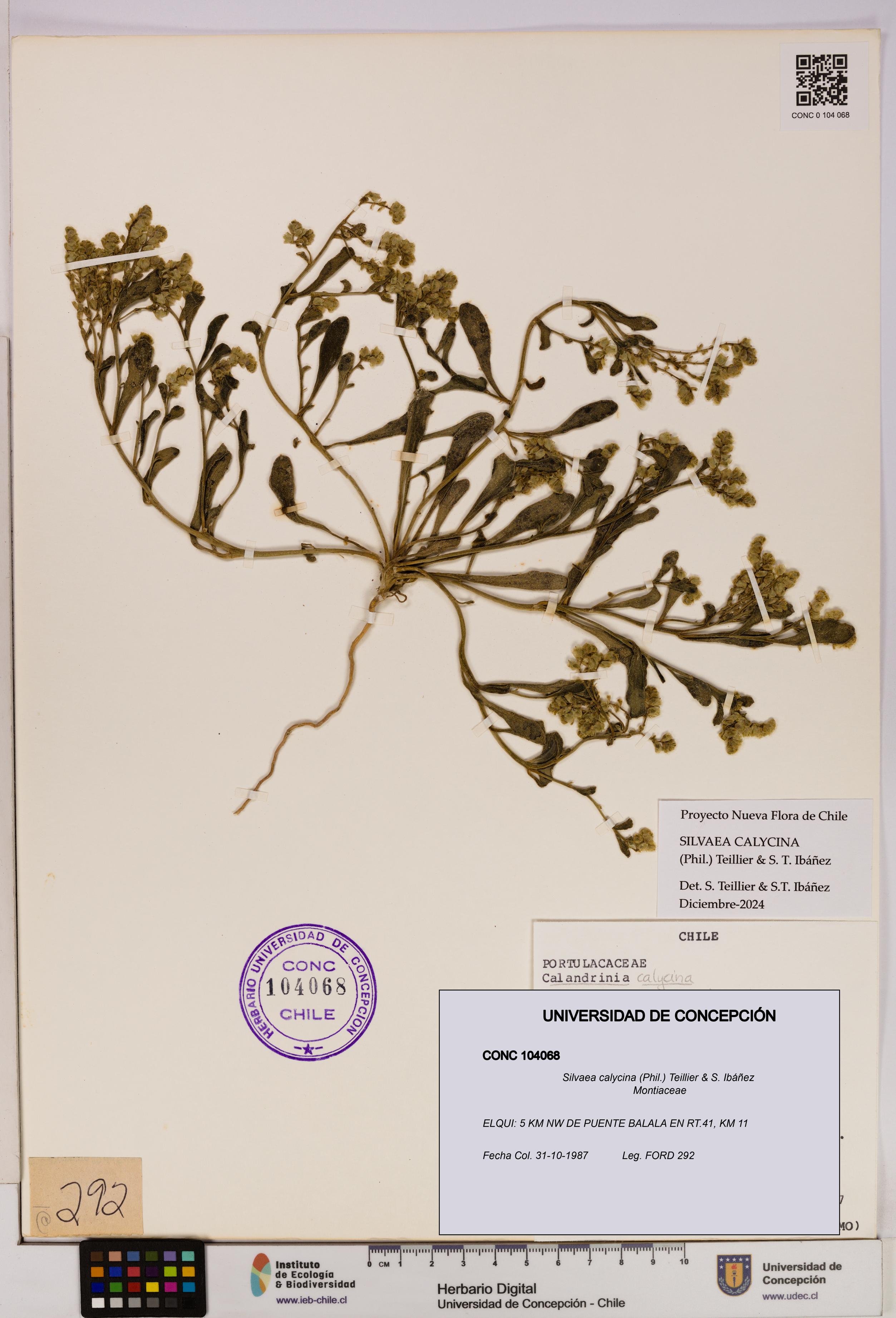 Silvaea calycina [Espécimen: UDEC:CONC:0104068]