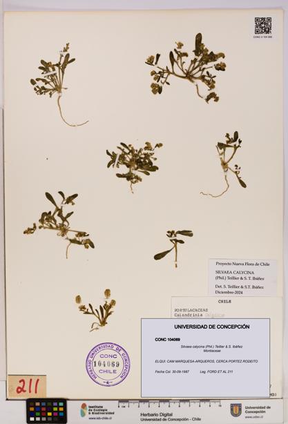 Silvaea calycina [Espécimen: UDEC:CONC:0104069]