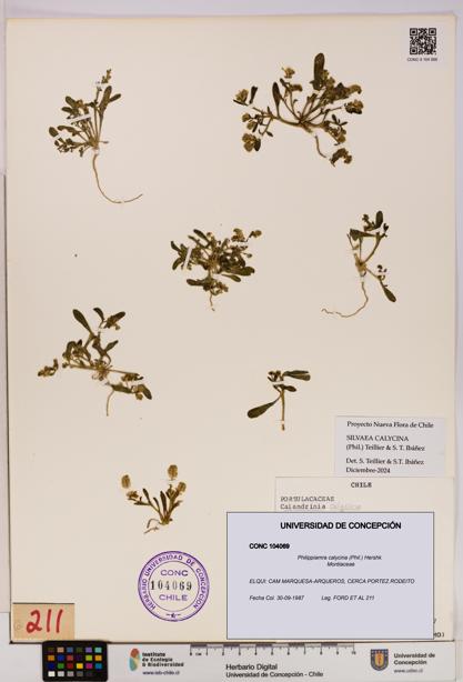 Philippiamra calycina [Espécimen: ]
