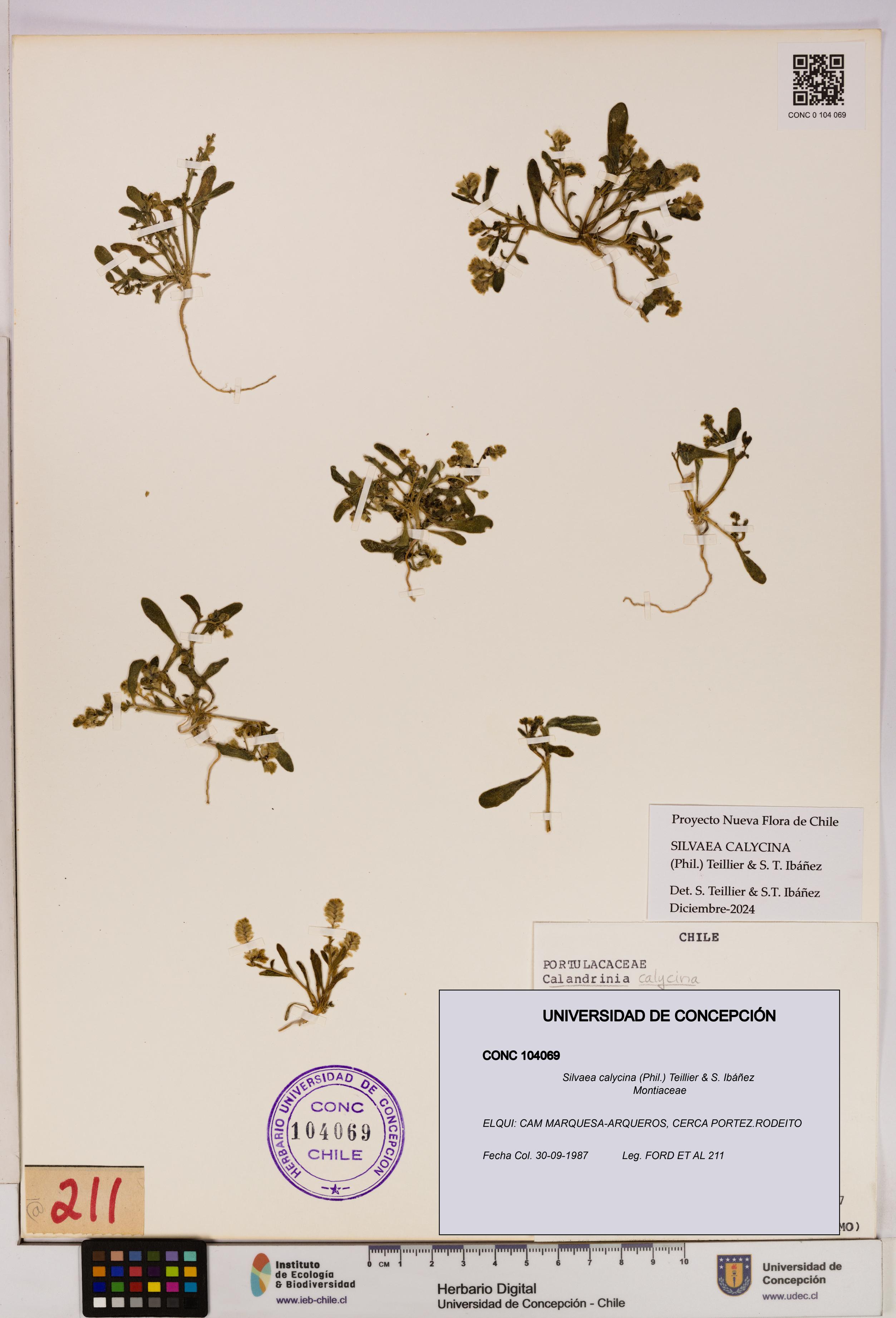 Silvaea calycina [Espécimen: UDEC:CONC:0104069]