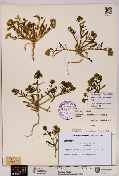 Silvaea corrigioloides [Espécimen: UDEC:CONC:0104071]