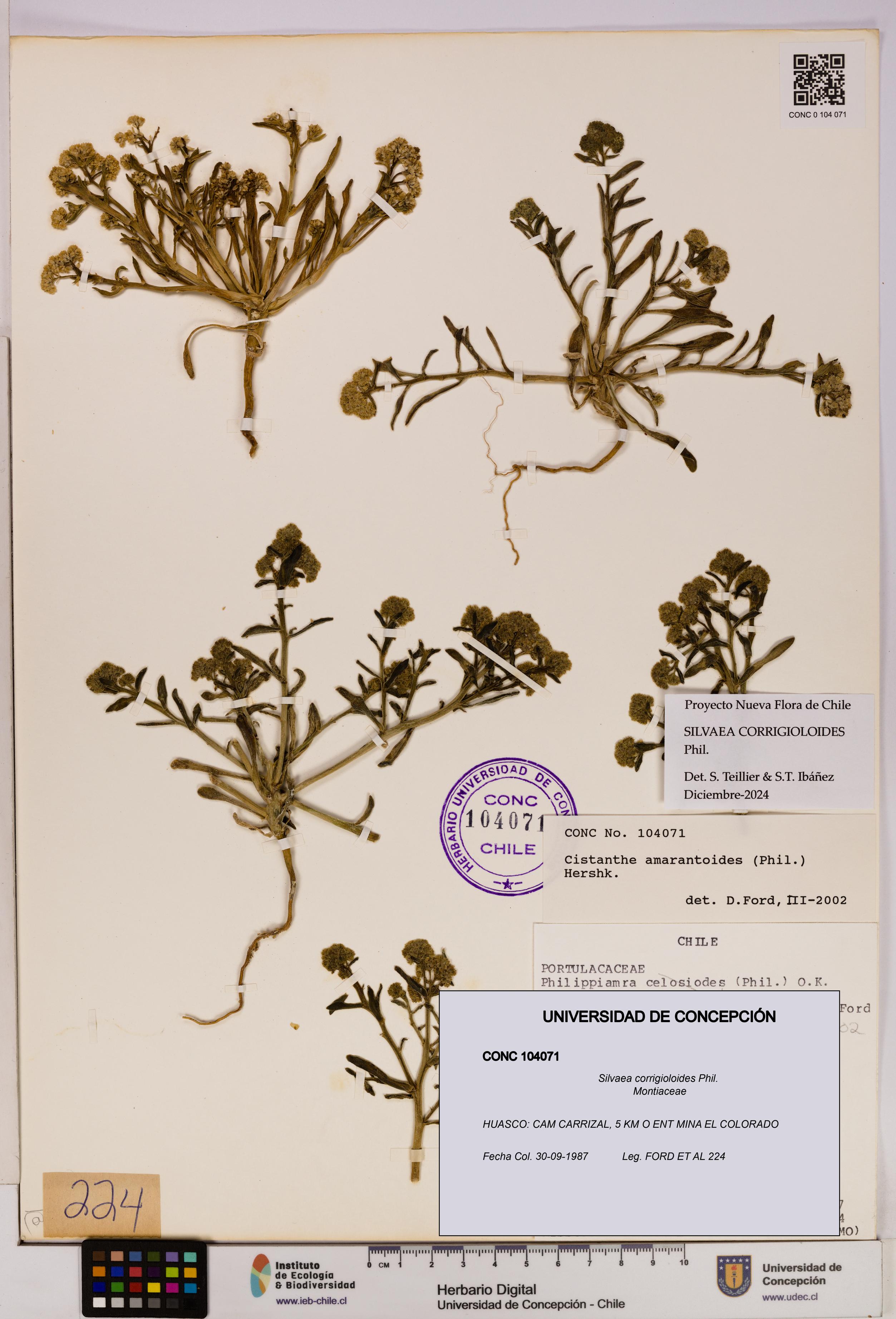 Silvaea corrigioloides [Espécimen: UDEC:CONC:0104071]