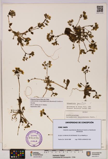 Cistanthe coquimbensis [Espécimen: UDEC:CONC:0104078]