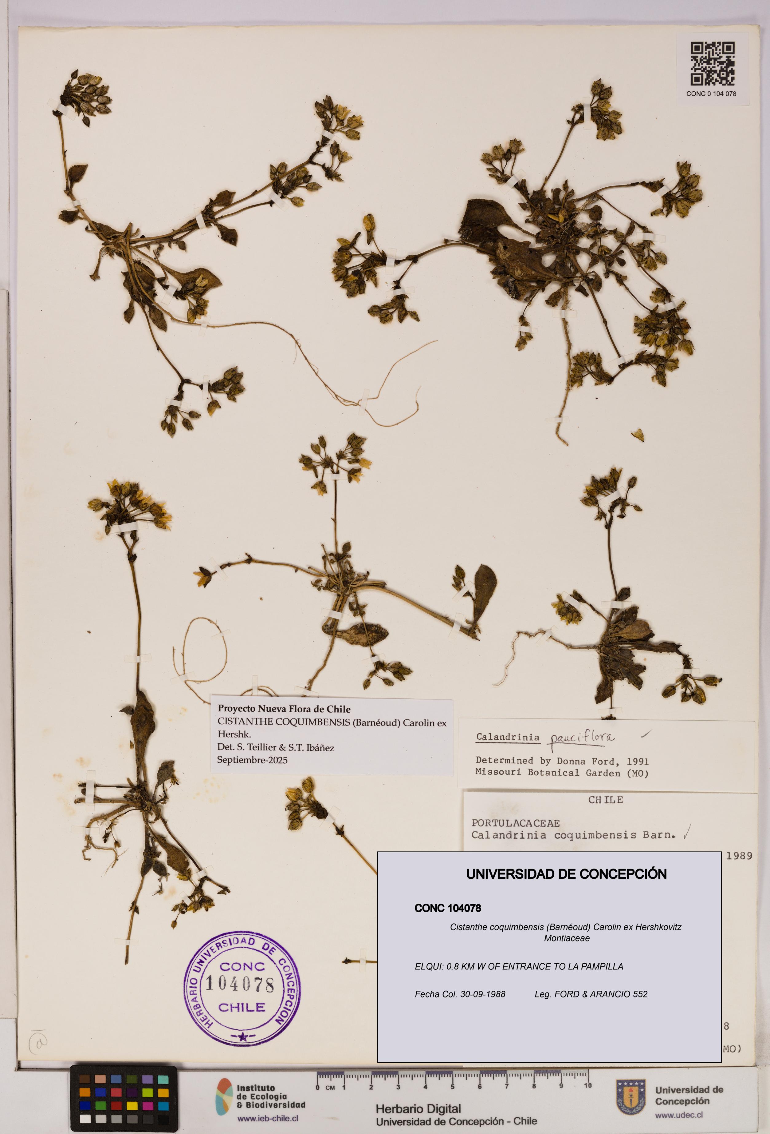 Cistanthe coquimbensis [Espécimen: UDEC:CONC:0104078]