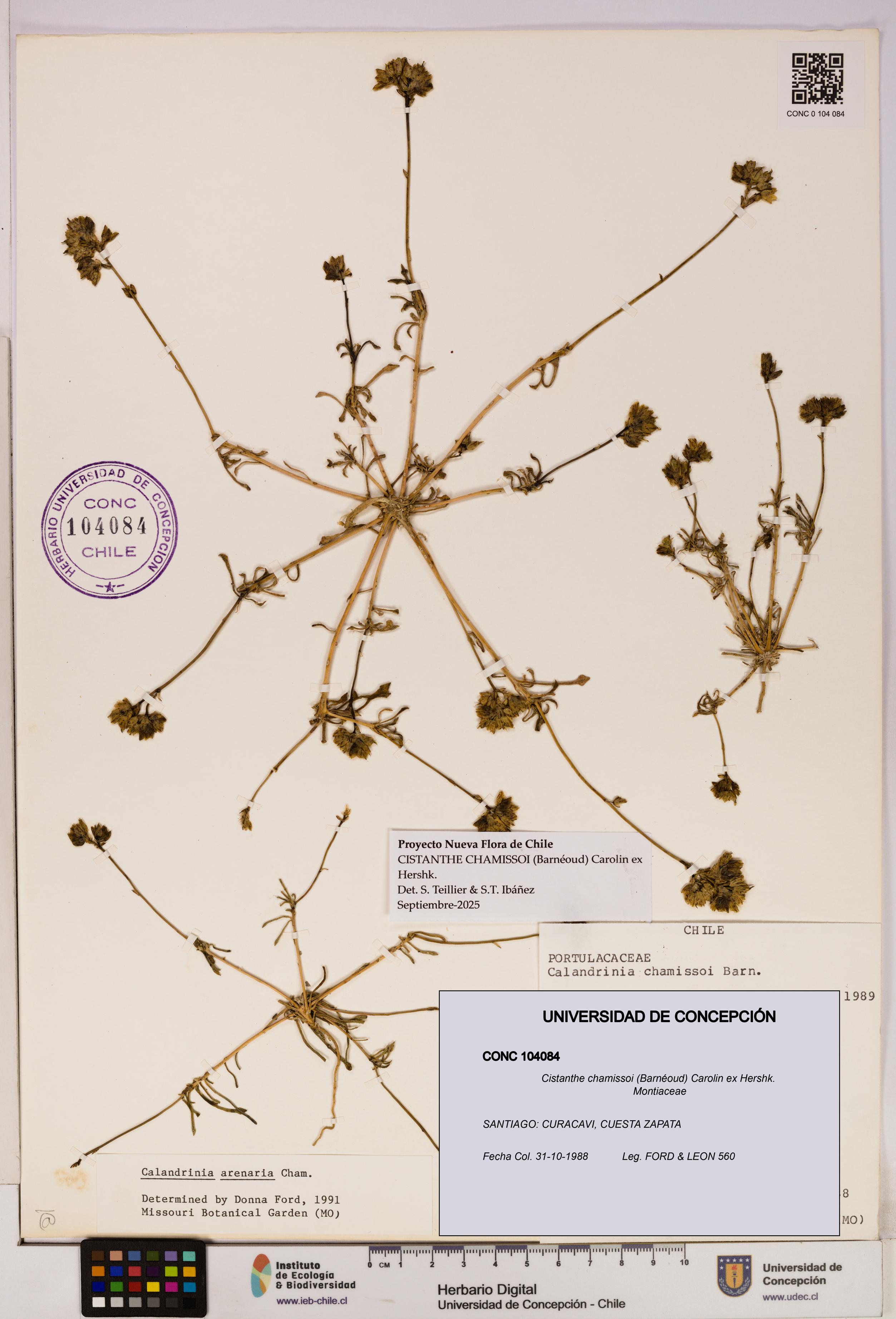 Cistanthe chamissoi [Espécimen: UDEC:CONC:0104084]