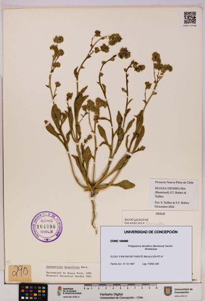 Philippiamra densiflora [Espécimen: ]