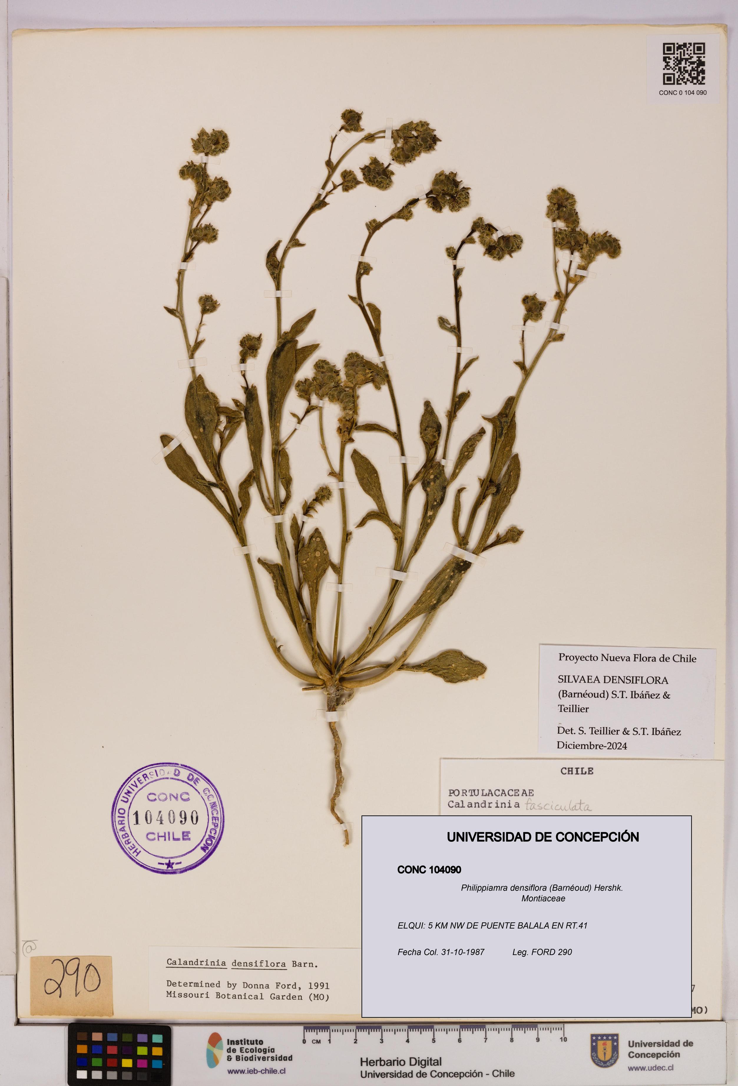 Philippiamra densiflora [Espécimen: ]